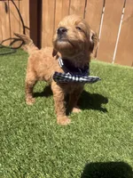 Black, a male Miniature Goldendoodle for sale in Hartselle, AL – 3 of 5