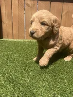 Purple, a female Miniature Goldendoodle for sale in Hartselle, AL – 2 of 4