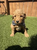 Blue, a male Miniature Goldendoodle for sale in Hartselle, AL – 2 of 4