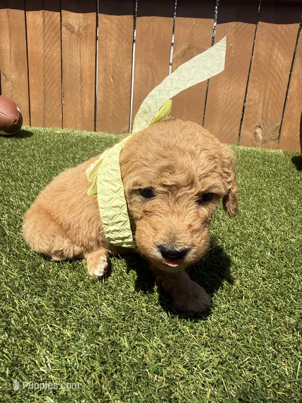 Orange – Miniature Goldendoodle puppy for sale in Hartselle, AL