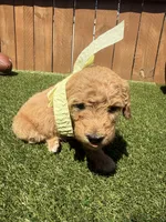 Orange, a female Miniature Goldendoodle for sale in Hartselle, AL – 1 of 4