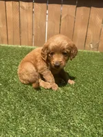 Yellow, a female Miniature Goldendoodle for sale in Hartselle, AL – 3 of 4