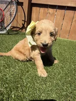 Pink, a female Miniature Goldendoodle for sale in Hartselle, AL – 3 of 4