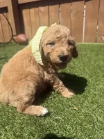 Orange, a female Miniature Goldendoodle for sale in Hartselle, AL – 3 of 4
