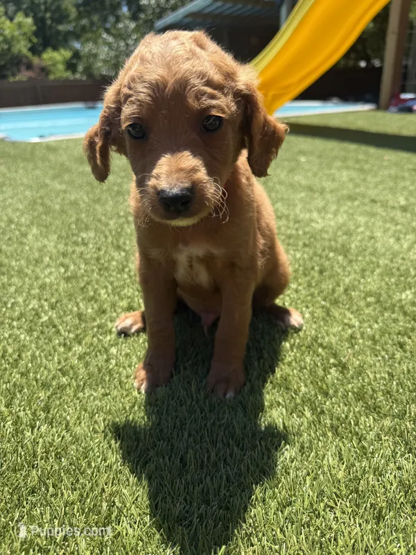 Red – Miniature Goldendoodle puppy for sale in Hartselle, AL