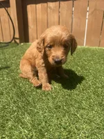 Yellow, a female Miniature Goldendoodle for sale in Hartselle, AL – 2 of 4