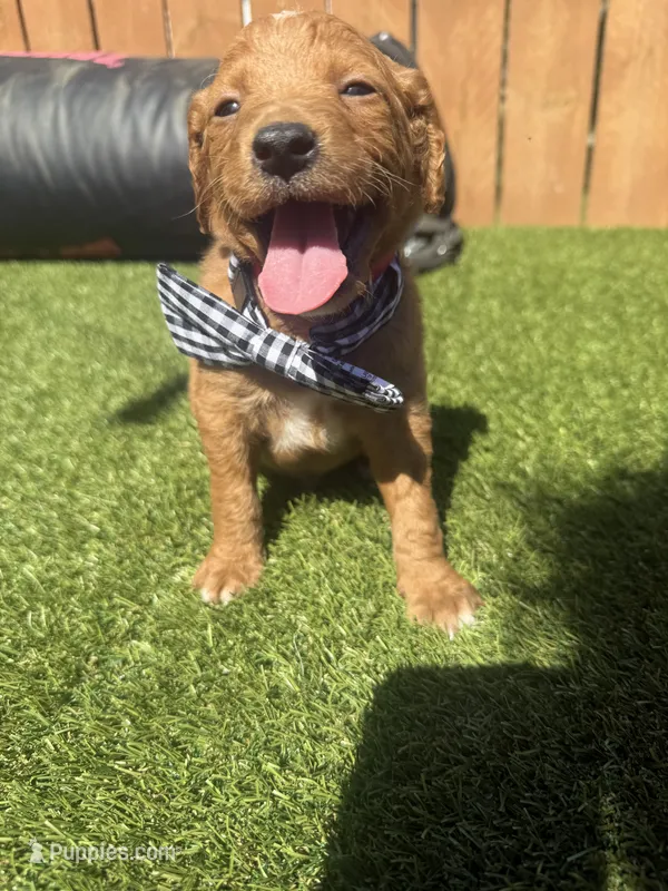 Red – Miniature Goldendoodle puppy for sale in Hartselle, AL