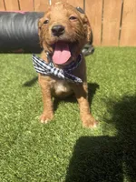 Red, a male Miniature Goldendoodle for sale in Hartselle, AL – 1 of 4