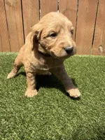 Purple, a female Miniature Goldendoodle for sale in Hartselle, AL – 3 of 4