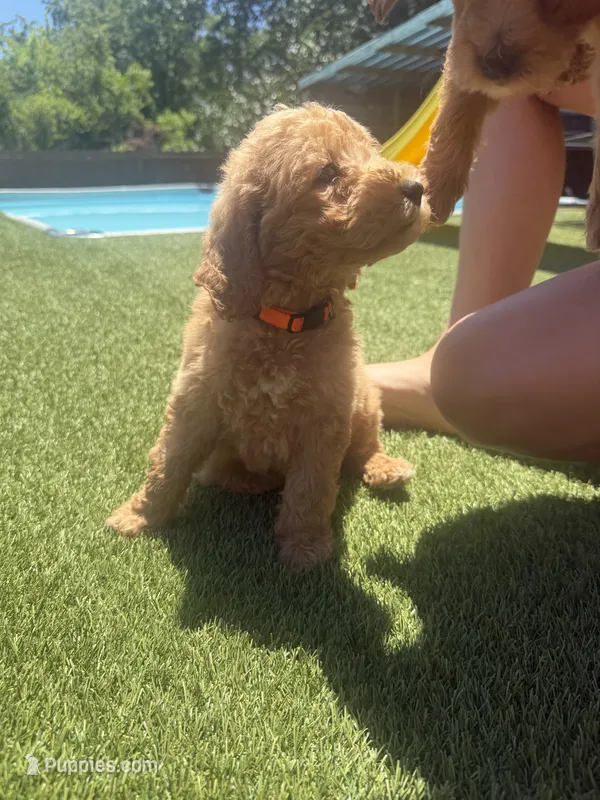 Orange – Miniature Goldendoodle puppy for sale in Hartselle, AL
