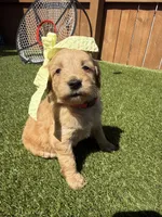 Pink, a female Miniature Goldendoodle for sale in Hartselle, AL – 2 of 4