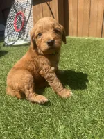 Green, a female Miniature Goldendoodle for sale in Hartselle, AL – 3 of 4