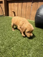 Blue, a female Miniature Goldendoodle for sale in Hartselle, AL – 2 of 5