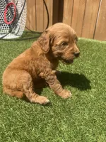 Green, a female Miniature Goldendoodle for sale in Hartselle, AL – 4 of 4
