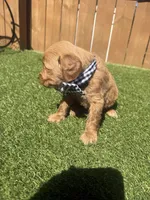 Black, a male Miniature Goldendoodle for sale in Hartselle, AL – 4 of 5