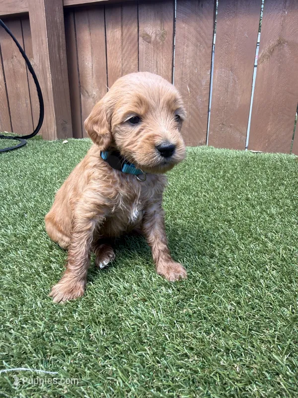 Blue – Miniature Goldendoodle puppy for sale in Hartselle, AL