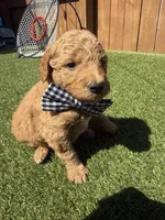 Blue, a male Miniature Goldendoodle for sale in Hartselle, AL – 3 of 4