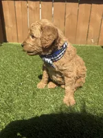 Blue, a male Miniature Goldendoodle for sale in Hartselle, AL – 4 of 4