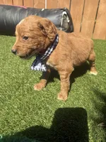Red, a male Miniature Goldendoodle for sale in Hartselle, AL – 3 of 4