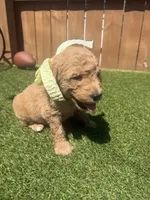 Orange, a female Miniature Goldendoodle for sale in Hartselle, AL – 2 of 4