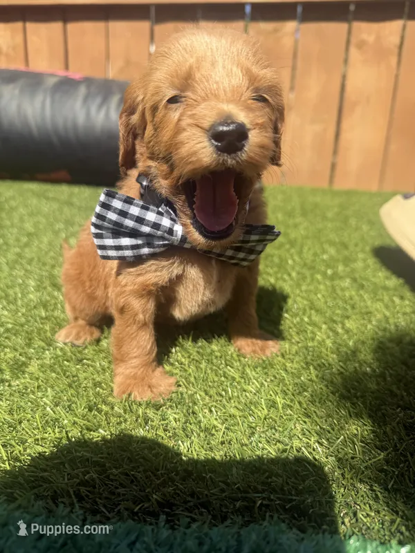 Green – Miniature Goldendoodle puppy for sale in Hartselle, AL