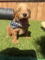 Green, a male Miniature Goldendoodle for sale in Hartselle, AL – 1 of 4