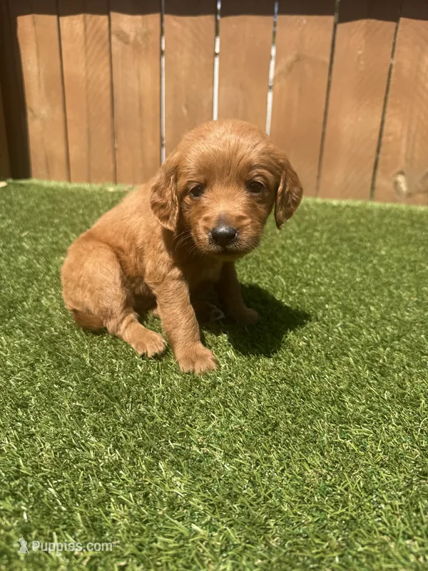 Yellow – Miniature Goldendoodle puppy for sale in Hartselle, AL