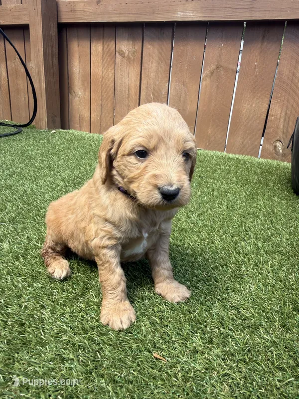 Purple – Miniature Goldendoodle puppy for sale in Hartselle, AL