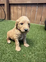Purple, a female Miniature Goldendoodle for sale in Hartselle, AL – 1 of 4