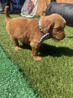 Green, a male Miniature Goldendoodle for sale in Hartselle, AL – 4 of 4
