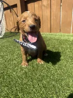 Red, a male Miniature Goldendoodle for sale in Hartselle, AL – 4 of 4