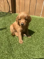 Yellow, a female Miniature Goldendoodle for sale in Hartselle, AL – 4 of 4