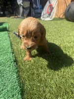 Green, a male Miniature Goldendoodle for sale in Hartselle, AL – 2 of 4