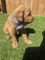 Black, a male Miniature Goldendoodle for sale in Hartselle, AL – 5 of 5