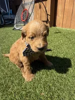 Black, a male Miniature Goldendoodle for sale in Hartselle, AL – 2 of 5