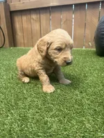 Purple, a female Miniature Goldendoodle for sale in Hartselle, AL – 4 of 4