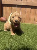 Orange, a female Miniature Goldendoodle for sale in Hartselle, AL – 4 of 4