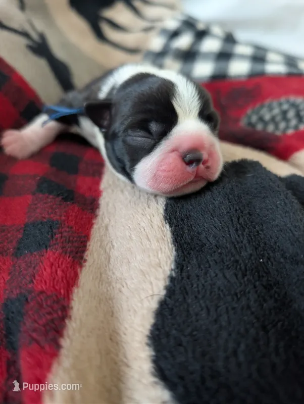 Jerry – Boston Terrier puppy for sale in Independence, MO