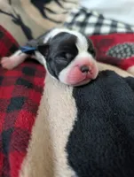 Jerry, a male Boston Terrier for sale in Independence, MO – 1 of 7