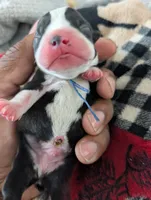 Jerry, a male Boston Terrier for sale in Independence, MO – 4 of 7