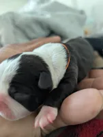 Tom, a male Boston Terrier for sale in Independence, MO – 3 of 5