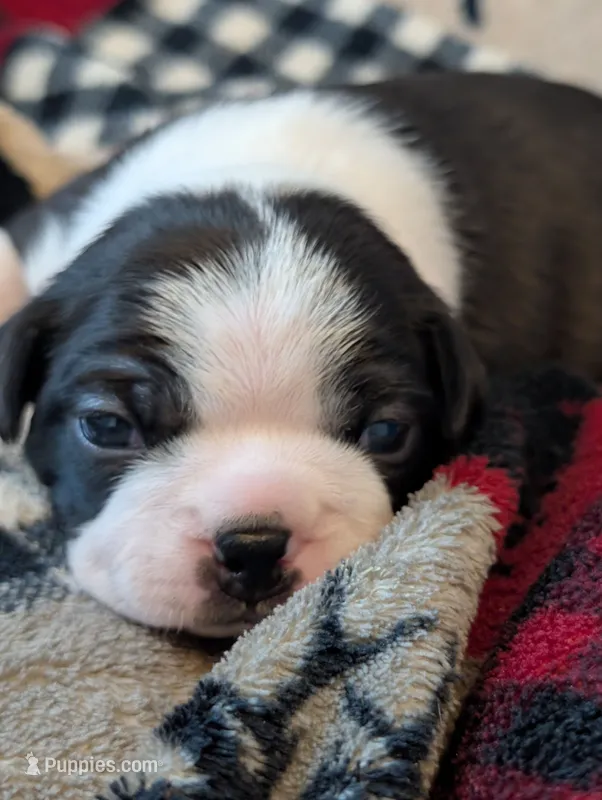 Tom – Boston Terrier puppy for sale in Independence, MO