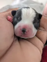 Tom, a male Boston Terrier for sale in Independence, MO – 1 of 5