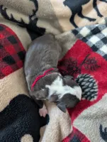 Sylvester, a male Boston Terrier for sale in Independence, MO – 2 of 5