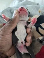 Tom, a male Boston Terrier for sale in Independence, MO – 5 of 5
