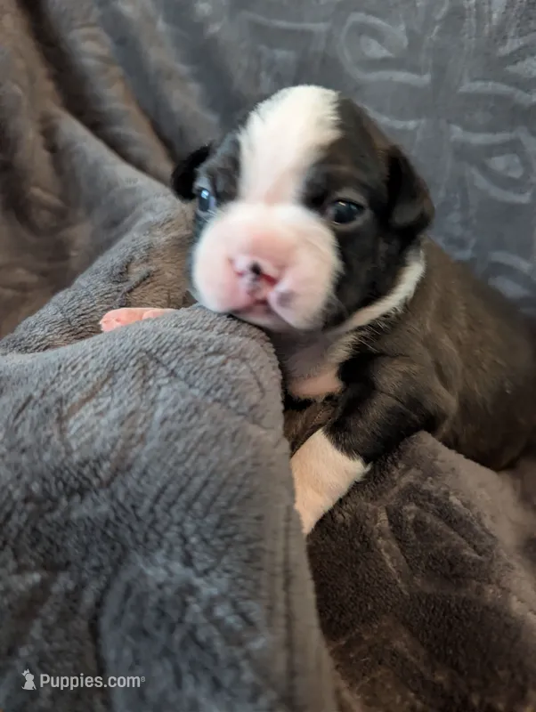 Sylvester – Boston Terrier puppy for sale in Independence, MO