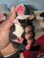 Sylvester, a male Boston Terrier for sale in Independence, MO – 5 of 5