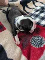 Jerry, a male Boston Terrier for sale in Independence, MO – 7 of 7