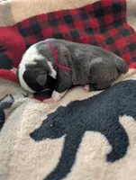 Sylvester, a male Boston Terrier for sale in Independence, MO – 4 of 5