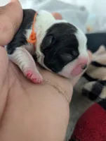 Tom, a male Boston Terrier for sale in Independence, MO – 2 of 5